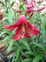 [4176 Borrello VH No12.JPG]